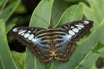 Clipper butterfly (Parthenos sylvia) wings open, at rest on leaf.