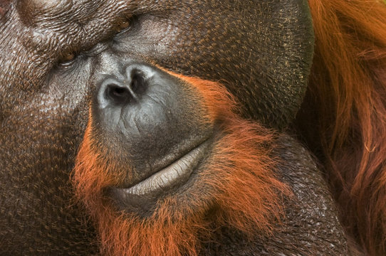 Orang utan (Pongo pygmaeus) head portrait of dominant male and first orangutan in world to cataracts operated on with eyesight restored. Matang wildlife centre, Sarawak, Borneo, Malaysia, June 2010. Endangered.