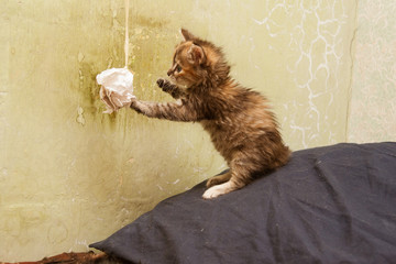 A beautiful portrait of a fluffy three colored kitten plying with a paper ball in an old house