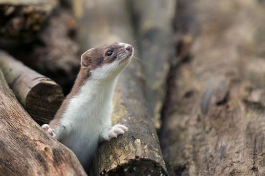 Stoat (Mustela erminea) emerging from  logs. The Netherlands. July.