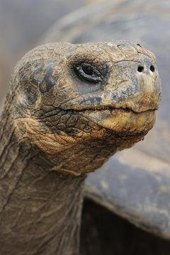 Portrait of a Galapagos Giant Tortoise (Chelonoidis nigra), captive. Santa Cruz Island, Galapagos, Ecuador. April.