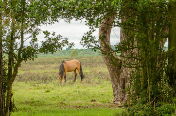 Grazing in the Window