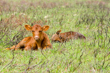 Lazy Calf