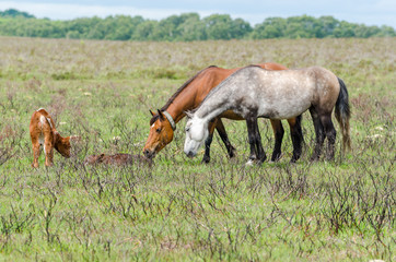 Curious Ponies