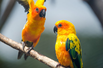 Takeoff Sun Conure