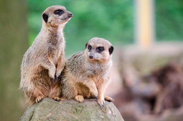 Meerkat Lookout