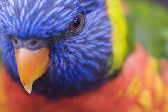 Rainbow lorikeet (Trichoglossus haematodus) head portrait close-up, captive.