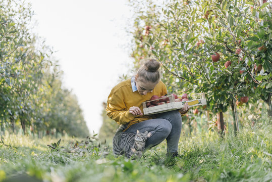 Young woman with crate and cat in apple orchard
