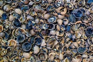 Cracked rotten nuts infected with mold, top view.