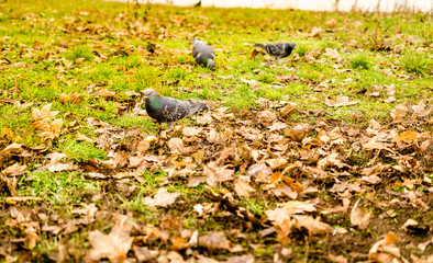 Naklejka na ściany i meble grey pigeon walking through autumnal leaves