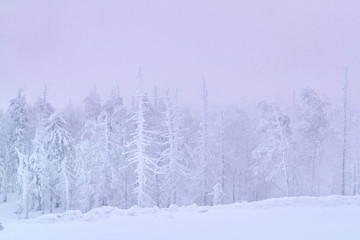 Fototapeta premium Fabulous trees in the snow before Christmas. Frosty morning in t