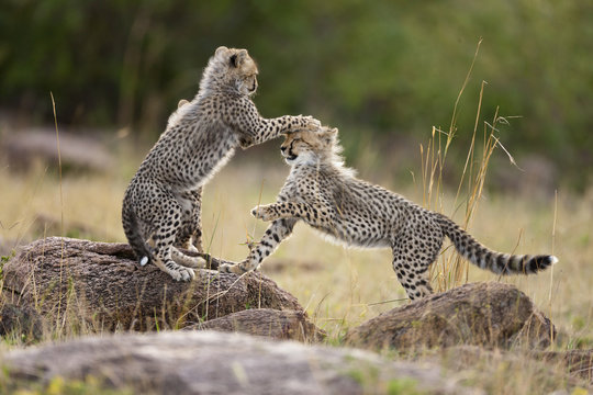 Cheetah (Acinonyx jubatus) cubs playing, Masai-Mara Game Reserve, Kenya. Vulnerable species.