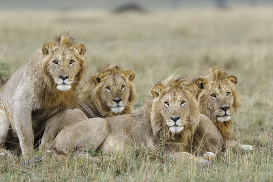 Lion (Panthera leo) males resting Masai-Mara Game Reserve, Kenya. Vulnerable species.
