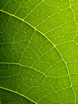 Plante