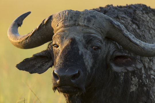 African buffalo (Syncerus caffer) male close-up, Masai-Mara Game Reserve, Kenya