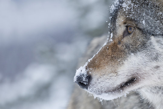 Close-up portrait of a European grey wolf (Canis lupus), captive, Norway, February.