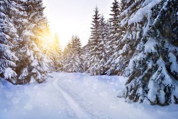 Snow covered trees in the winter sun light