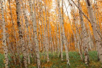 Autumn birch forest pattern.
