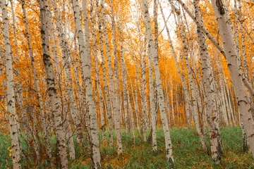 Fotobehang Autumn birch forest pattern. © stone36