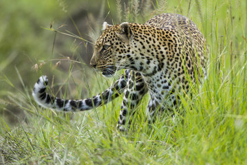 Leopard (Panthera pardus) female in grass, Masai-Mara game reserve, Kenya.