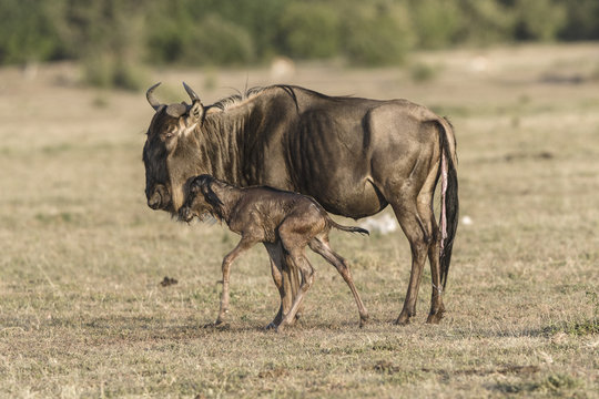 Wildebeest standing on Masai Mara Game Reserve