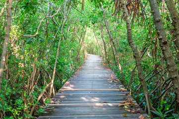 Wooden bridge and mangrove forest.