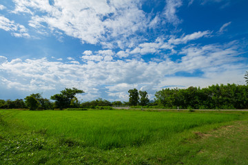 Fototapeta na wymiar Image of green rice field with blue sky