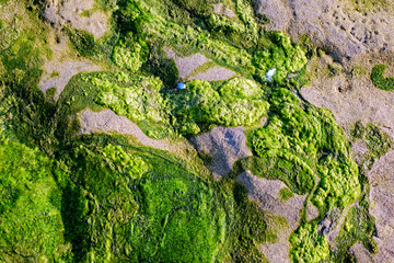 Green algae on sand beach, closeup view.