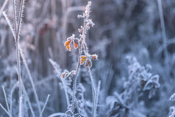 November hoarfrost on the plants..