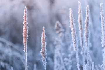 abstract natural background from frozen plant covered with hoarfrost or rime.