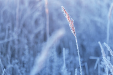 Winter background. Frozen plant covered with hoarfrost or rime