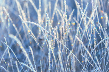 Fototapeta premium Winter background. Frozen grass, covered with hoarfrost or rime.
