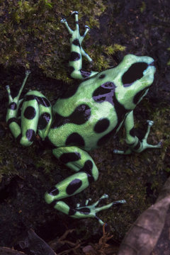Green and Black Poison Frog (Dendrobates auratus) Central Caribbean foothills, Costa Rica. 