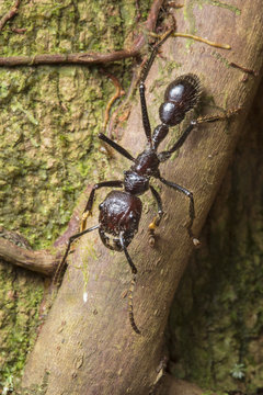 Bullet ant worker (Paraponera clavata) has the most painful sting of any insect. Central Caribbean foothills, Costa Rica.