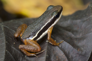 Lowland Rocket Frog (Silverstoneia flotator). Osa Peninsula, Costa Rica.