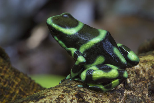 Green and Black Poison Frog (Dendrobates auratus). Osa Peninsula, Costa Rica.