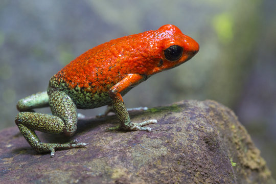 Granular Poison Frog (Oophaga granulifera). Osa Peninsula, Costa Rica. Vulnerable species, IUCN Red List.