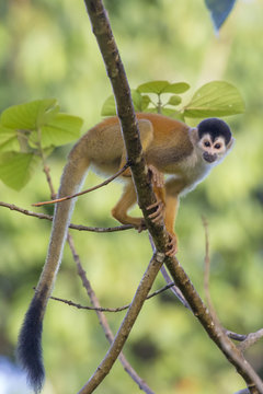 Black-crowned Central American Squirrel Monkey (Saimiri oerstedii oerstedii). Osa Peninsula, Costa Rica. IUCN Red List. Vulnerable species.