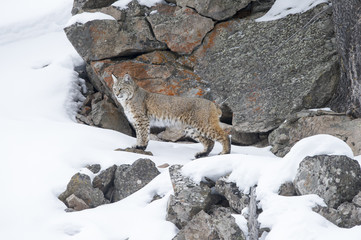Bobcat standing on snowy landscape