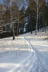 Footprints in the snow forest