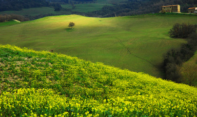 Naklejka premium meadow with yellow flowers in the hills of the central Tuscany in the province of Siena