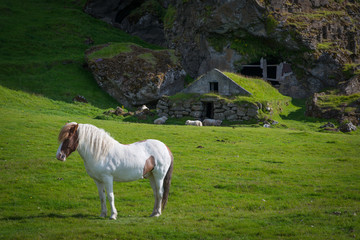 White Icelandic Horse posing in front of a grass hut  © Michael