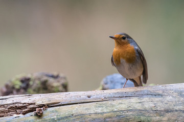 European robin