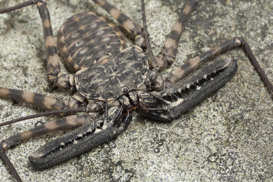 Tailless whip scorpion (Damon diadema) captive from East Africa. October.