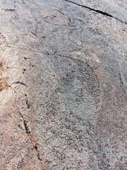 Ancient petroglyphs (rock engravings of 4th-2nd millennia BC) that depict duck and swan carved on granite Onega Lake shore. Besov Nos cape, Karelia Republic, Russia.
