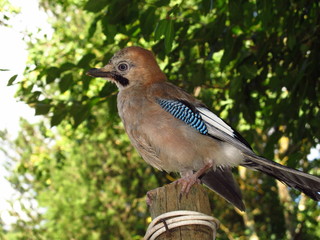 Jay on tree