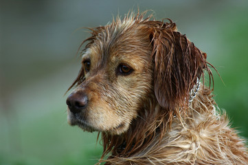 wet dog
