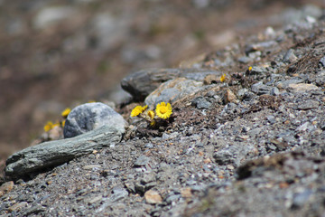 Flower Stones