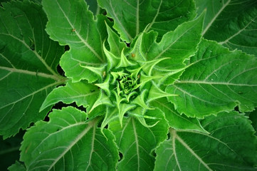 Unripe green sunflower with leaves close up. Top view, vegetable background.