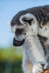 Ring-tailed lemur napping closeup